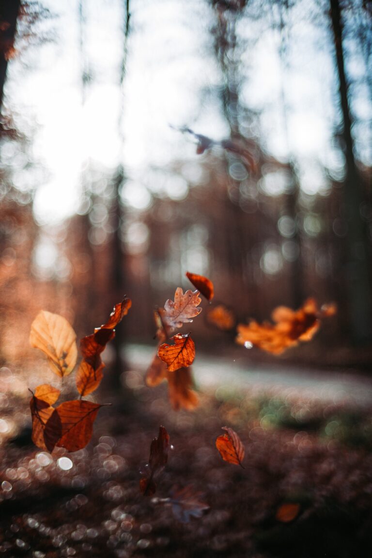 Fall Leaves Falling Down